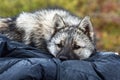 Nenets laika rests after a grazing of reindeer herd.