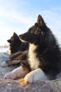 Nenets laika rests after a grazing of reindeer herd.