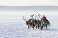 Nenets man carries a reindeer sleigh his family among the snow-covered tundra of Northern Siberia Royalty Free Stock Photo