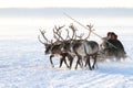 Nenets man carries a reindeer sleigh his family on the winter tundra of Northern Siberia