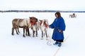 Nenets reindeer herder in traditional fur clothes and reindeer