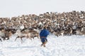 Nenets reindeer mans catches reindeers