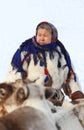 The Nenets woman in national clothes among deer