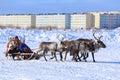 Nenets women in traditional dress riding on a reindeer sleigh