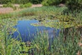 Nenuphar blooming in a pond