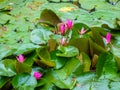 Nenuphar in the garden of the temple of literature in Hanoi