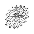 Nenuphar, Hand drawn vector illustration, floral line drawing, line art, vector