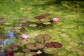 Nenuphar in a japanese garden pond