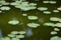 Nenuphar leaves on water