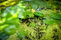 Nenuphar in water pond background