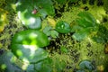 Nenuphar in water pond background