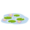 Nenuphars or lotus. Water lily. Plant on lake and blue pond. Big green leaf. Swamp Pink flowers