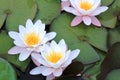 Beautiful blooming white and pink nenuphars at the surface of a lake Royalty Free Stock Photo