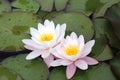 Beautiful blooming white and pink nenuphars at the surface of a lake Royalty Free Stock Photo