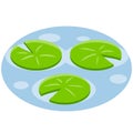 Nenuphars. Water lily. Plant on blue lake and pond. Large green leaf. Element of nature, forest