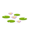 Nenuphars. Water lily. Plant on lake and pond. Big green leaf