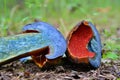 Neoboletus luridiformis mushroom Royalty Free Stock Photo