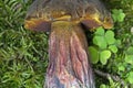 Neoboletus praestigiator is a species of edible mushroom in the family Boletaceae, genus Boletus.