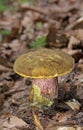 Neoboletus praestigiator is a species of edible mushroom in the family Boletaceae, genus Boletus.