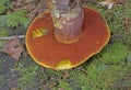 Neoboletus praestigiator is a species of edible mushroom in the family Boletaceae, genus Boletus.