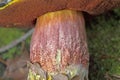 Neoboletus praestigiator is a species of edible mushroom in the family Boletaceae, genus Boletus.