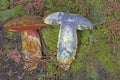 Neoboletus praestigiator is a species of edible mushroom in the family Boletaceae, genus Boletus.