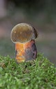 Neoboletus praestigiator is a species of edible mushroom in the family Boletaceae, genus Boletus.