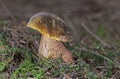 Neoboletus praestigiator is a species of edible mushroom in the family Boletaceae, genus Boletus.