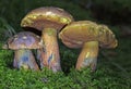 Neoboletus praestigiator is a species of edible mushroom in the family Boletaceae, genus Boletus.