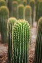 Neobuxbaumia cactus planting in cacti garden Royalty Free Stock Photo