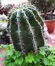 Neobuxbaumia variety of cactus Royalty Free Stock Photo