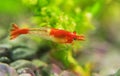 Neocaridina davidi or Rili shrimp