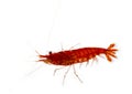 Aquarium shrimp Neocaridina davidi variation Red cherry