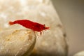 Aquarium shrimp Neocaridina davidi variation Red cherry