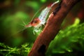 Neocaridina Freshwater Shrimp, dwarf shrimp in the aquarium. Animal macro, close up photography with a focus gradient Aquascaping