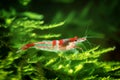 Neocaridina Freshwater Shrimp, dwarf shrimp in the aquarium. Animal macro, close up photography with a focus gradient Aquascaping
