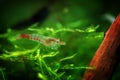 Neocaridina Freshwater Shrimp, dwarf shrimp in the aquarium. Animal macro, close up photography with a focus gradient