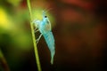 Neocaridina Freshwater Shrimp, dwarf shrimp in the aquarium. Aquascaping, aquaristic Animal macro, close up photography Royalty Free Stock Photo