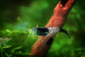 Neocaridina Freshwater Shrimp, dwarf shrimp in the aquarium. Aquascaping, aquaristic Animal macro, close up photography