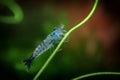 Neocaridina Freshwater Shrimp, dwarf shrimp in the aquarium. Aquascaping, aquaristic Animal macro, close up photography