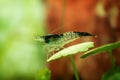 Neocaridina Freshwater Shrimp, dwarf shrimp in the aquarium. Aquascaping, aquaristic Animal macro, close up photography Royalty Free Stock Photo