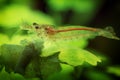 Neocaridina Freshwater Shrimp, dwarf shrimp in the aquarium. Aquascaping, aquaristic Animal macro, close up photography