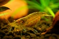 Neocaridina Freshwater Shrimp, dwarf shrimp in the aquarium. Aquascaping, aquaristic Animal macro, close up photography