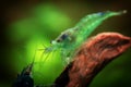 Neocaridina Freshwater Shrimp, dwarf shrimp in the aquarium. Animal macro, close up photography with a focus gradient