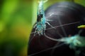 Neocaridina Freshwater Shrimp, dwarf shrimp in the aquarium. Animal macro, close up photography with a focus gradient