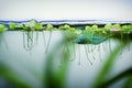 Neocaridina Freshwater Shrimp, dwarf shrimp in the aquarium. Aquascaping, aquaristic Animal macro, close up photography