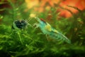 Neocaridina Freshwater Shrimp, dwarf shrimp in the aquarium. Aquascaping, aquaristic Animal macro, close up photography