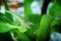 Neocaridina Freshwater Shrimp, dwarf shrimp in the aquarium. Aquascaping, aquaristic Animal macro, close up photography