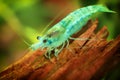 Neocaridina Freshwater Shrimp, dwarf shrimp in the aquarium. Aquascaping, aquaristic Animal macro, close up photography