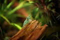 Neocaridina Freshwater Shrimp, dwarf shrimp in the aquarium. Aquascaping, aquaristic Animal macro, close up photography